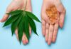 CBD a konopí jako skvělí pomocníci pro regeneraci
